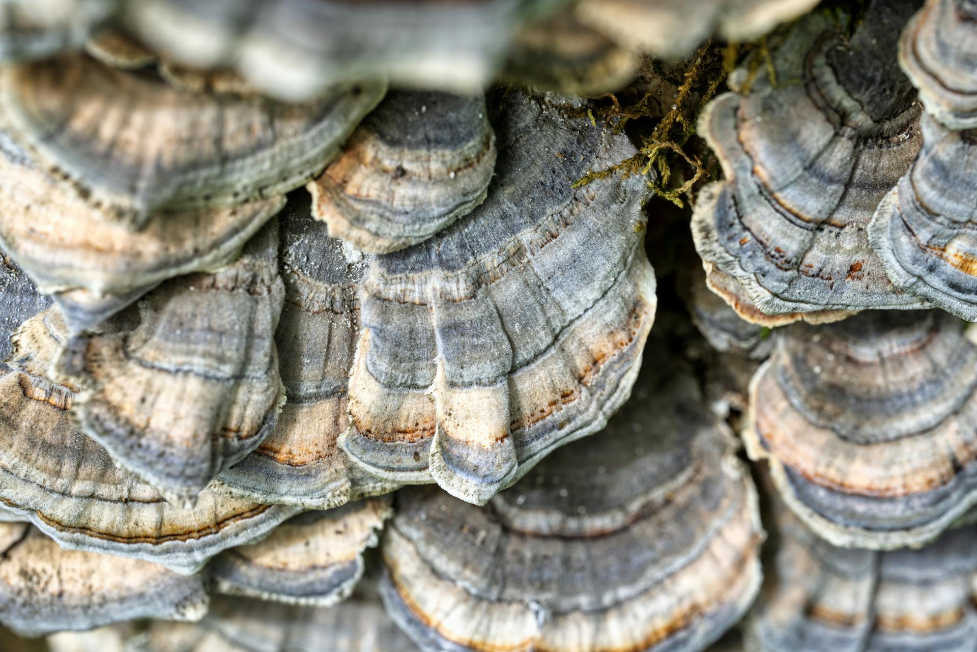 Fungus on a Tree Bark