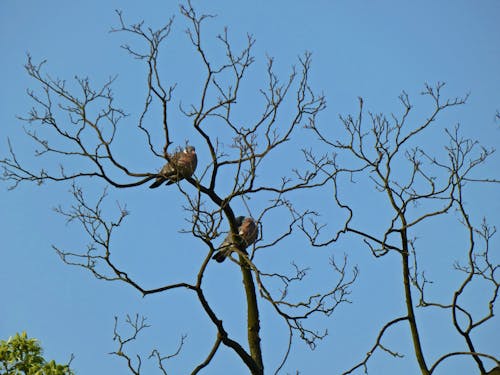 Free two wild pigeons on a dry tree Stock Photo
