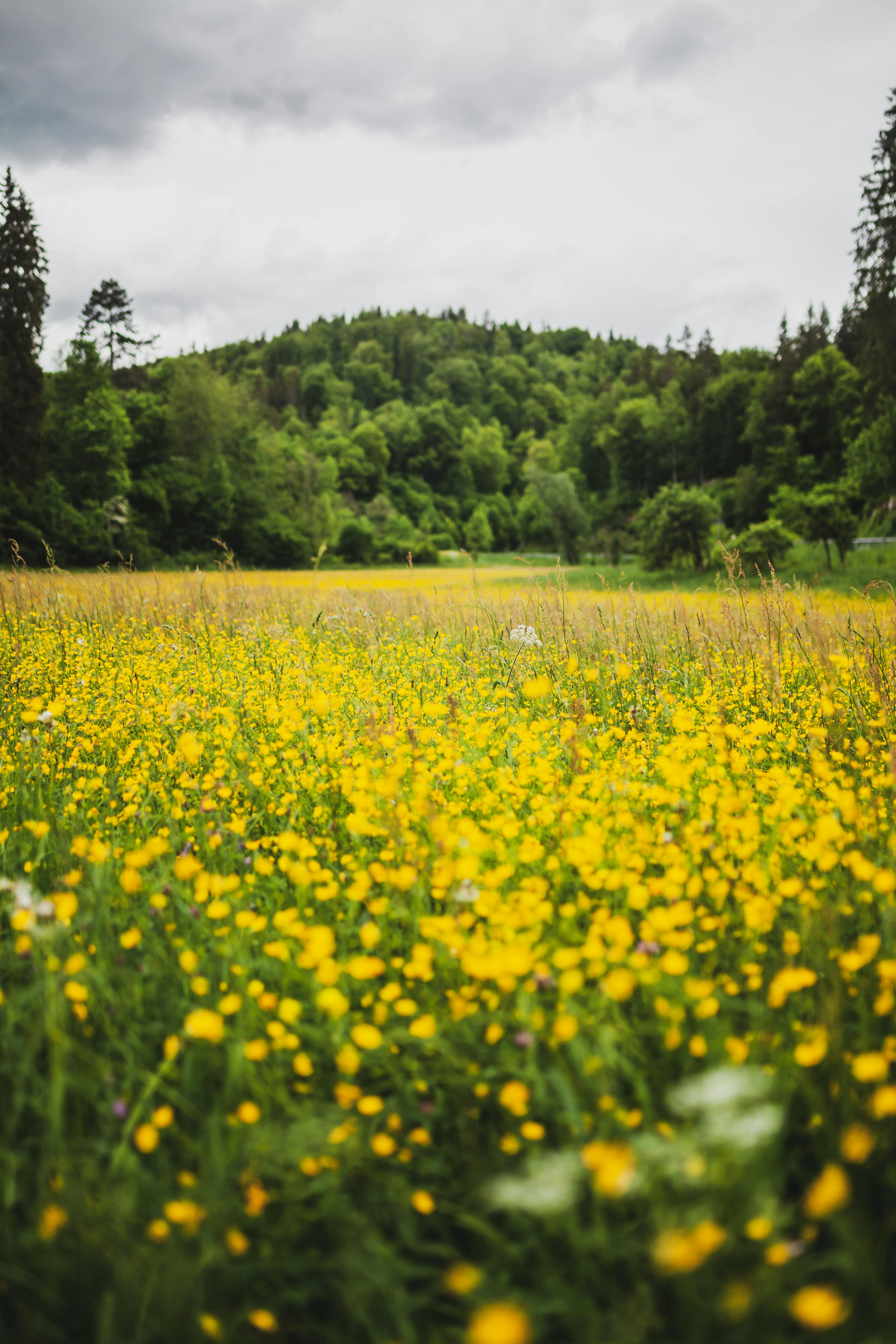 Yellow Flower Field Near Green Trees · Free Stock Photo