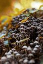 White and Black Mushrooms in Tilt Shift Lens