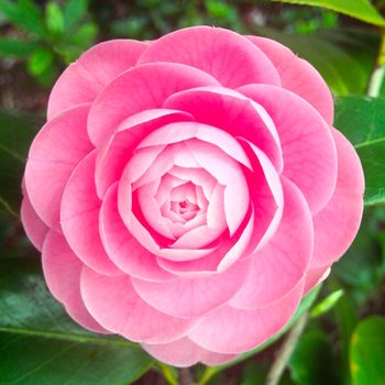 Vibrant pink Japanese camellia in full bloom captured outdoors in Tokyo garden.（イメージ）