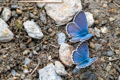 Photos gratuites de ailes, bleu, entomologie