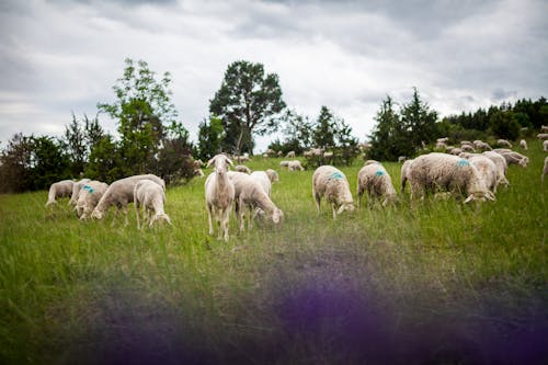 Herd of Lambs on a Green Field 