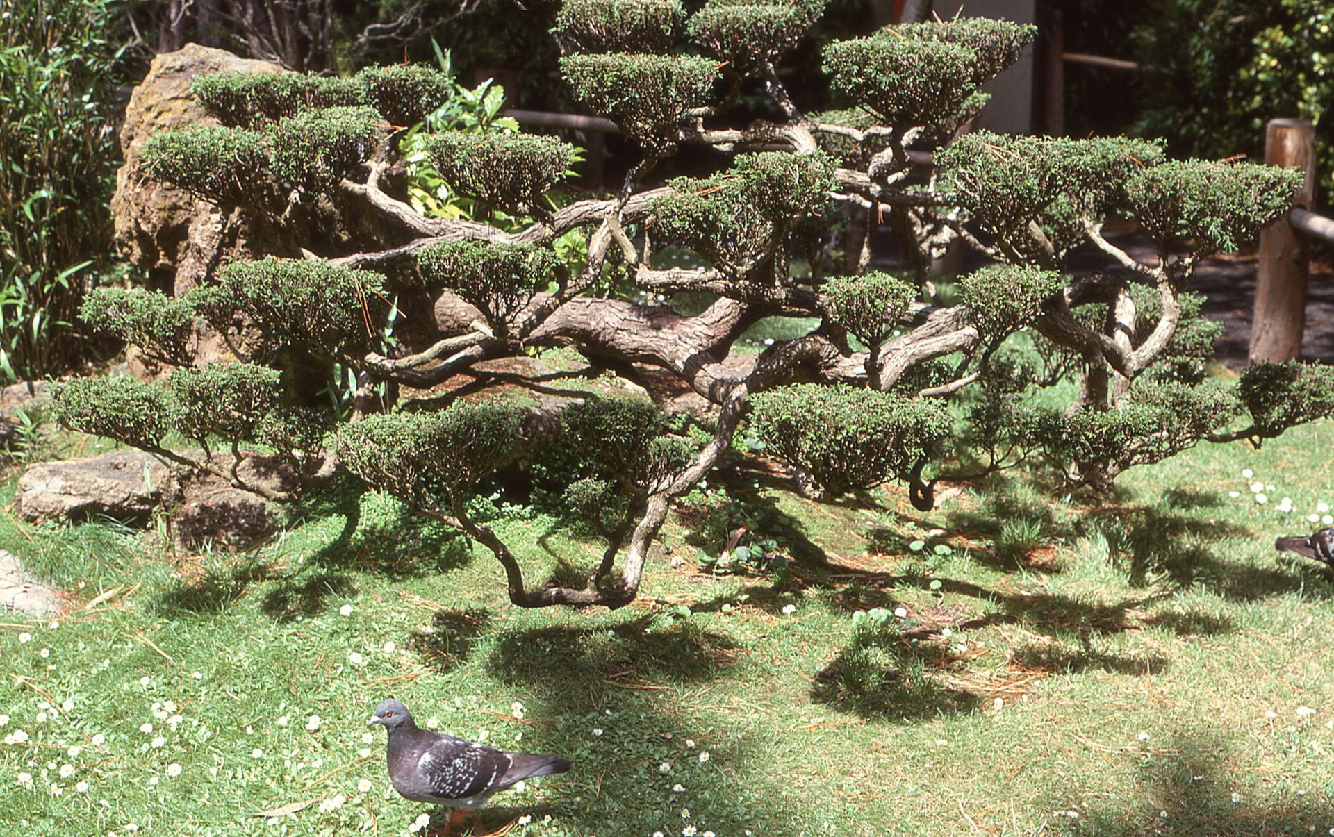 Bonsai tree in a Japanese garden with a pigeon on the grass.