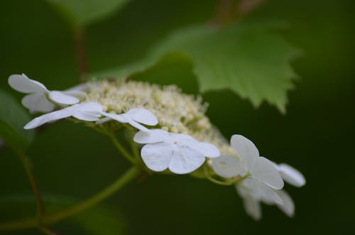 Foto profissional grátis de fechar-se, floração, flores brancas