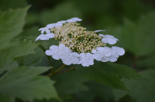 Close-Up Shot of White Flowers with Buds 