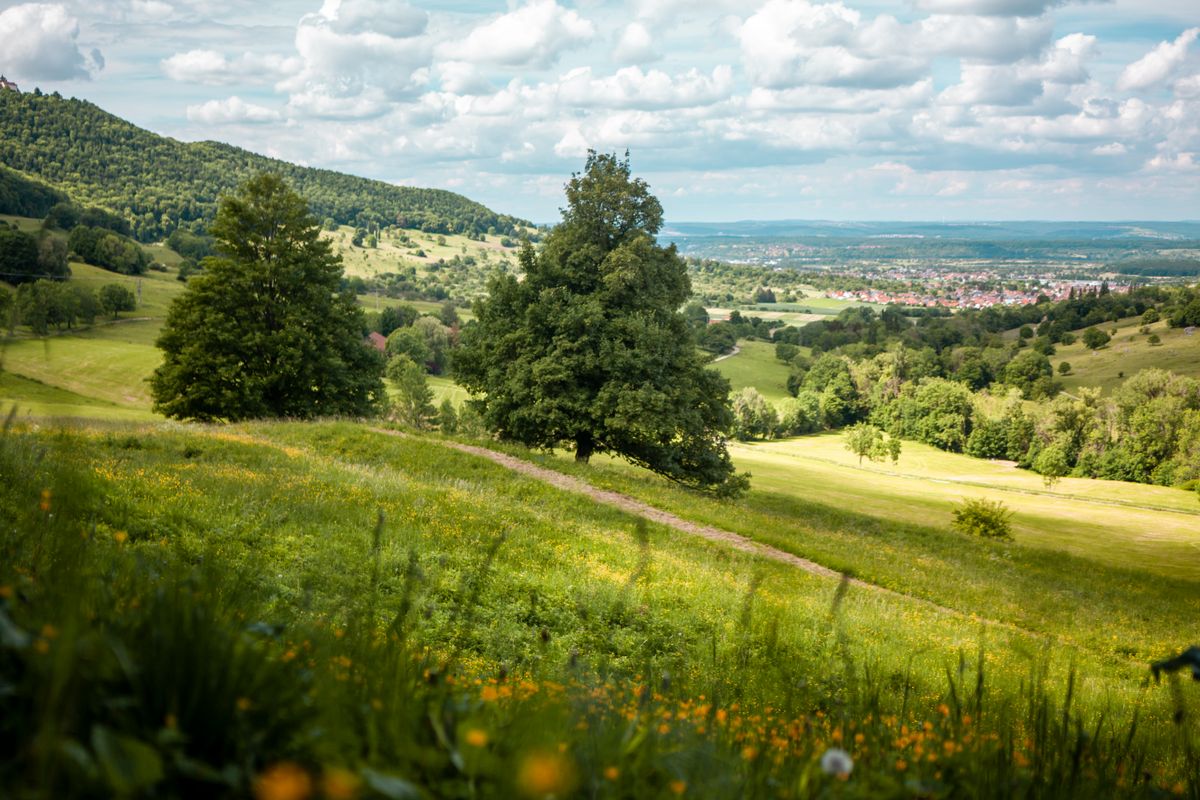 Green hills covered in grass and trees