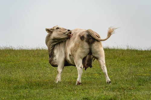 Безкоштовне стокове фото на тему «корова, лизати, молоко» стокове фото