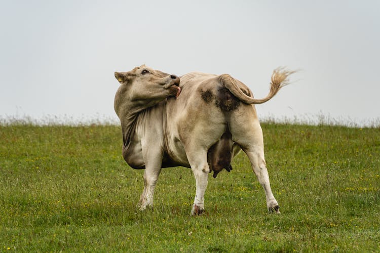 A Cow Licking His Back 