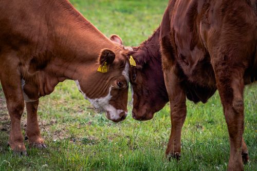 Free A close-up of two cows facing each other in a lush green field in Sweden. Stock Photo