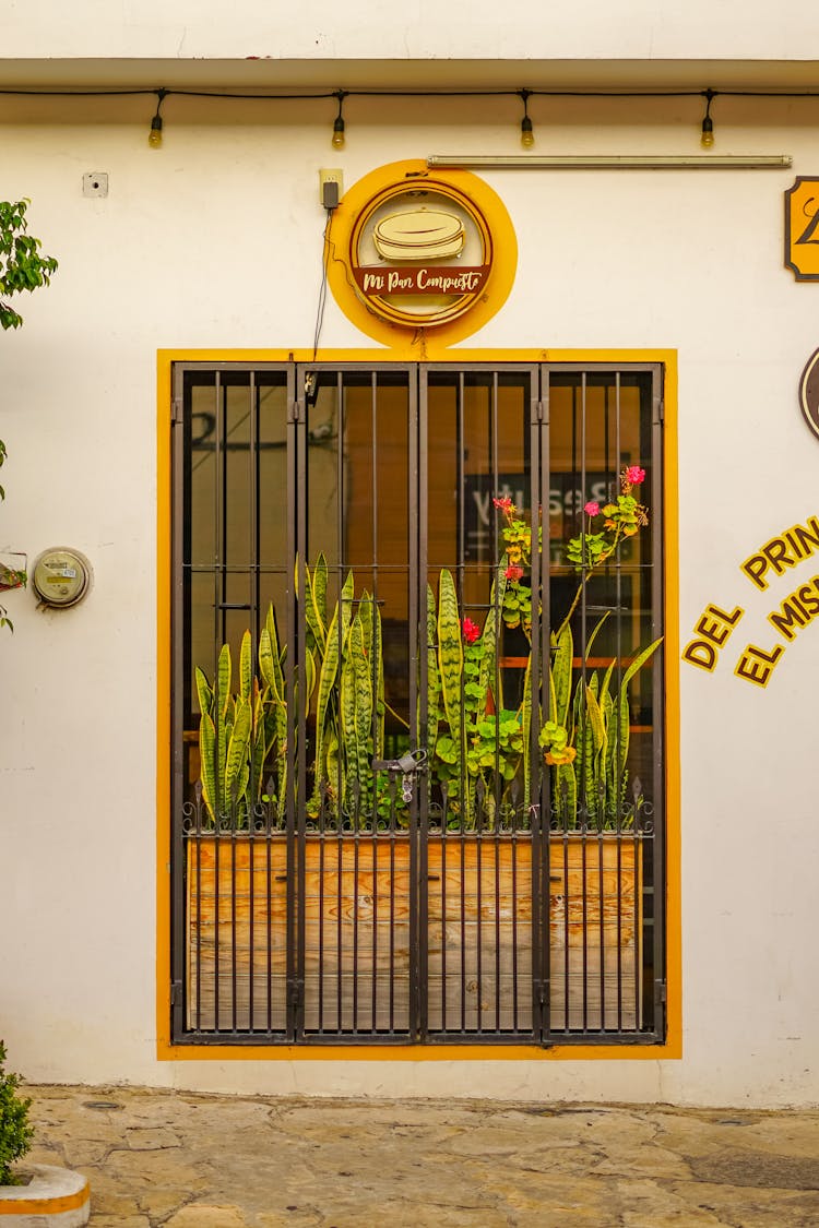 Snake Plants Near The Metal Gate 