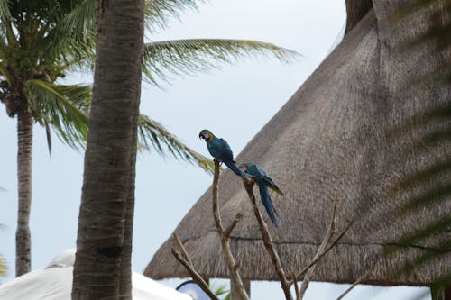 Fotos de stock gratuitas de arboles, aves, guacamayo