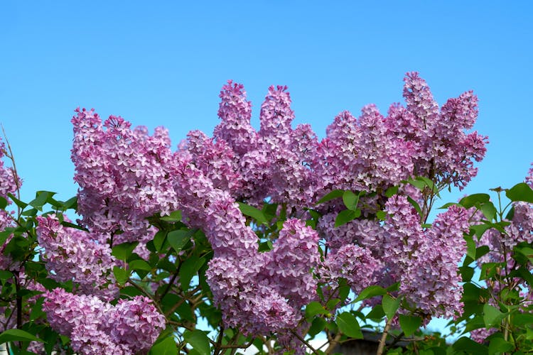 Common Lilac In Bloom