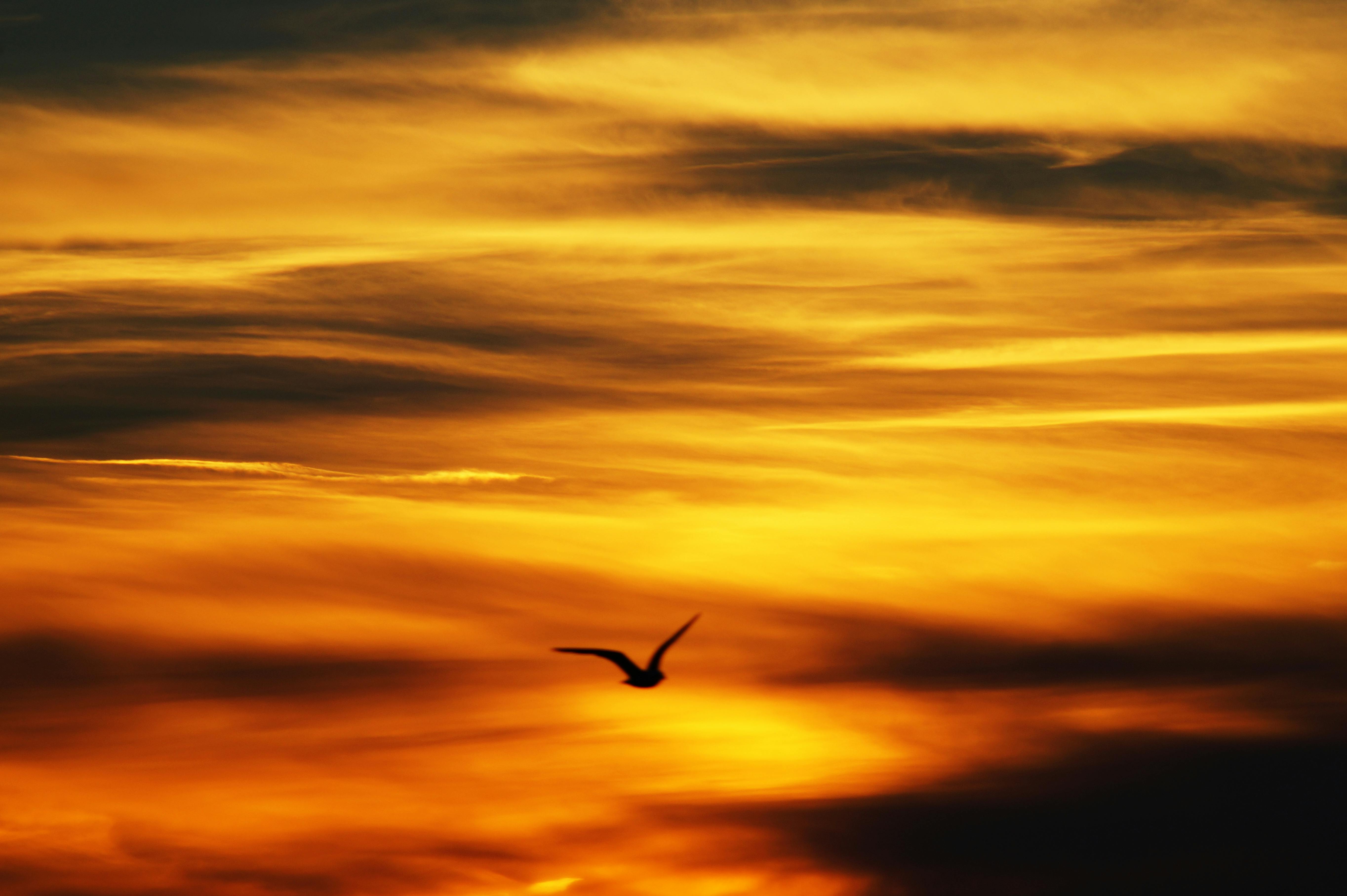 Free stock photo of light, flight, dawn, landscape