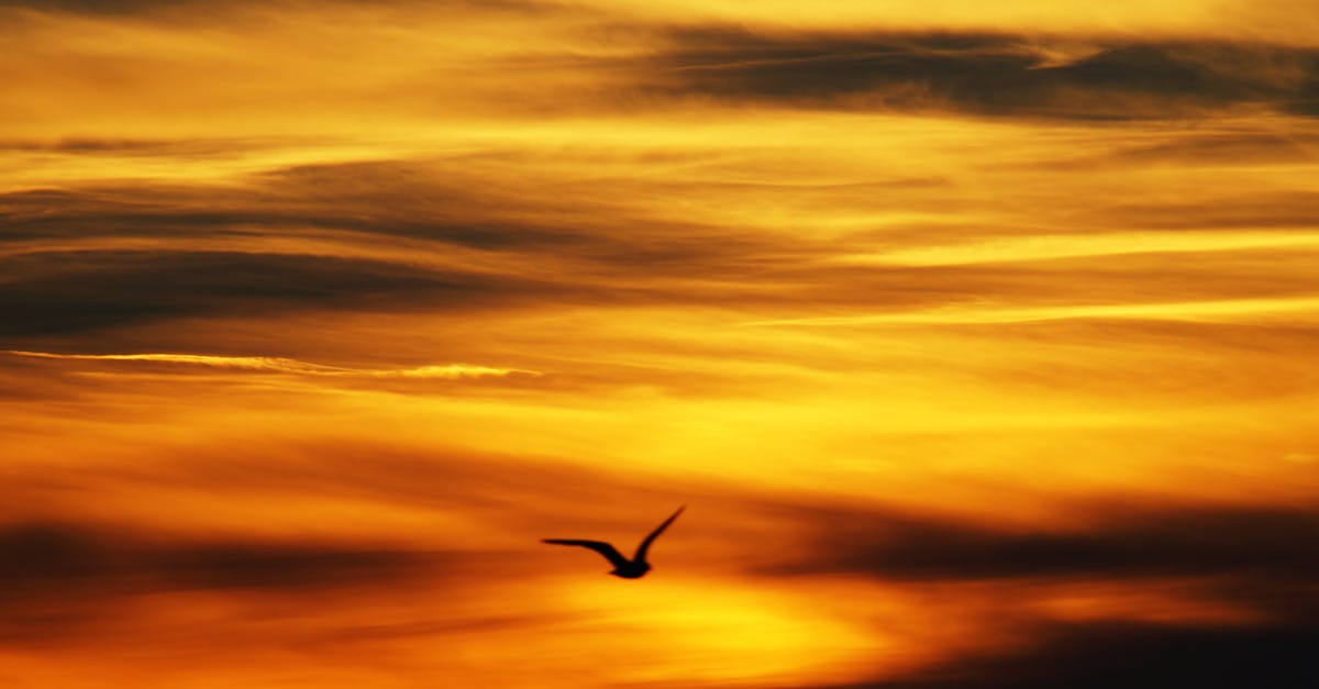 Free stock photo of bird, sunset