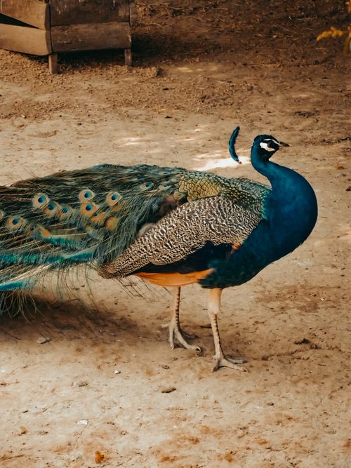 Free A vibrant peacock shows its stunning feathers while standing on brown sand outdoors. Stock Photo