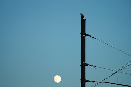 Silhouette of Bird Perching on Electric Post