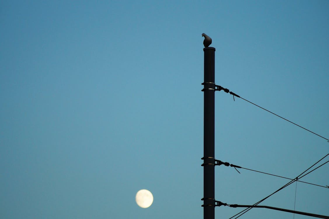 Kostenlos Silhouette Des Vogels, Der Auf Elektrischem Pfosten Sitzt Stock-Foto