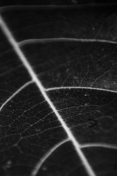 Detailed black-and-white close-up of a leaf showing veins and textures.