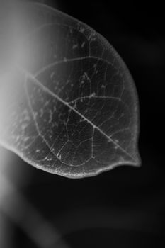 Detailed black and white close-up of a leaf's textured surface.