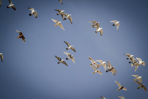 날으는 새들, 로우앵글 샷, 조류의 무료 스톡 사진