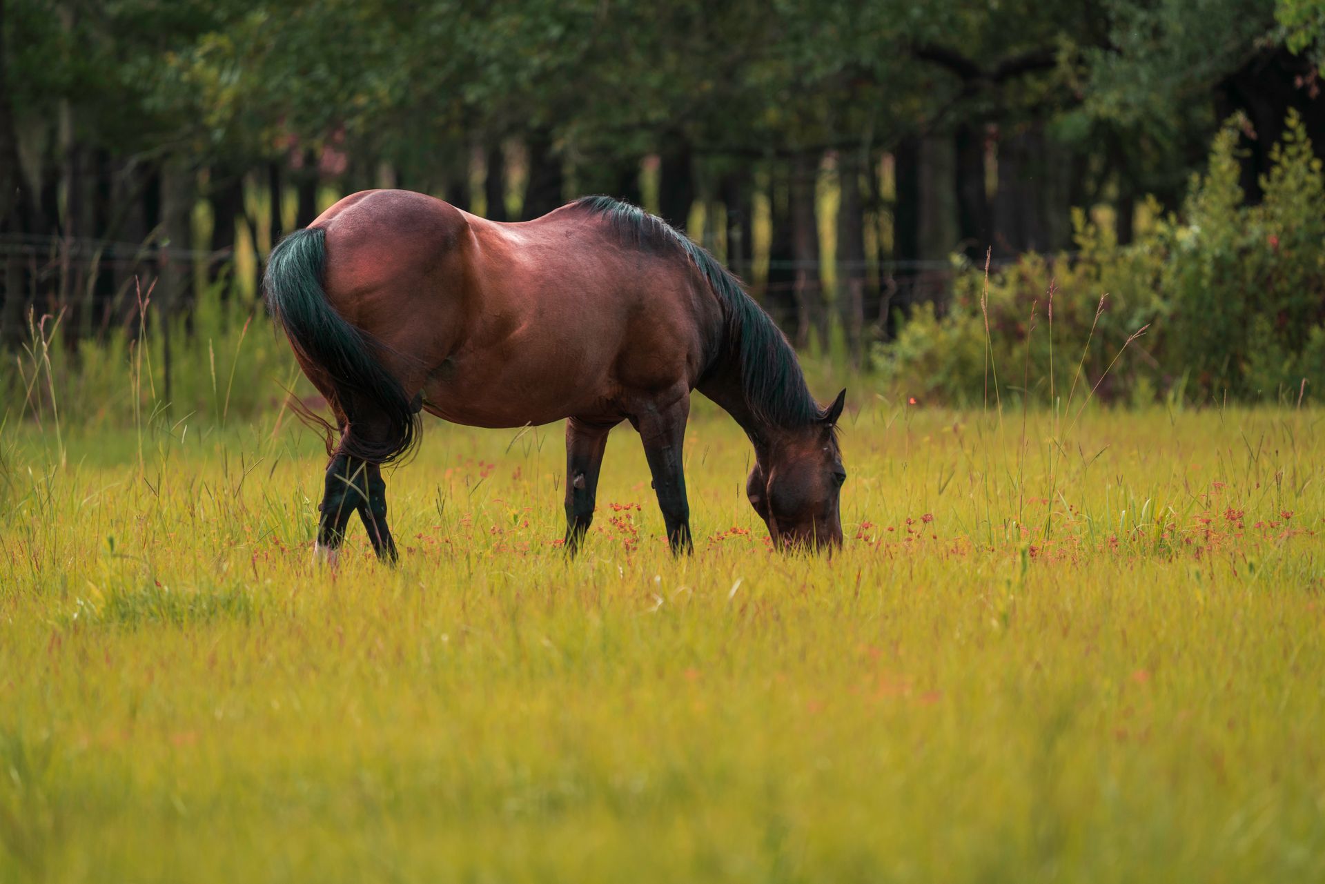 A serene scene of a brown horse grazing in a lush Florida pasture, surrounded by trees.