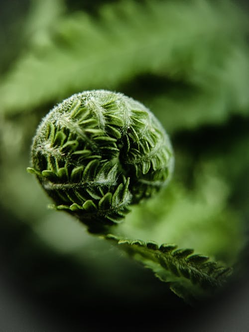 Budding Fern Leaf