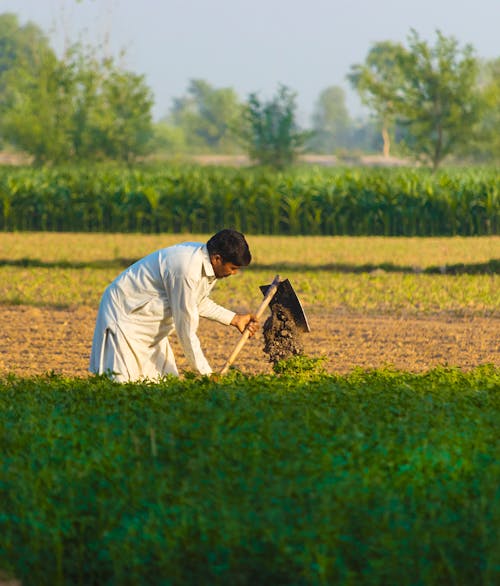 Пенджабский фермер работает в поле
