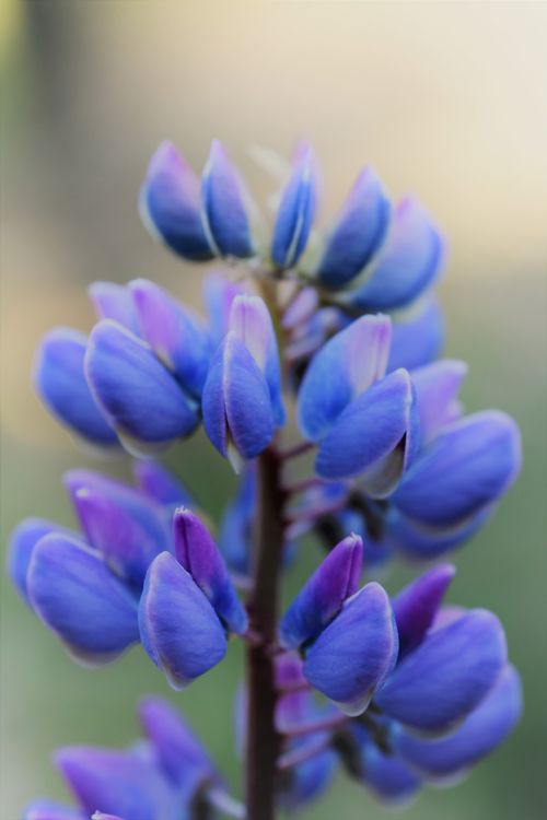 Free Close-up of vibrant purple lupine flowers with a soft-focus background. Stock Photo