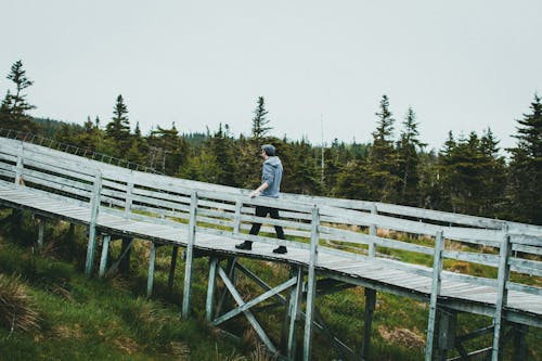 人, 木橋, 森林 的 免费素材图片