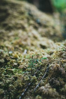 A small seedling grows on a lush mossy forest floor, symbolizing new beginnings.