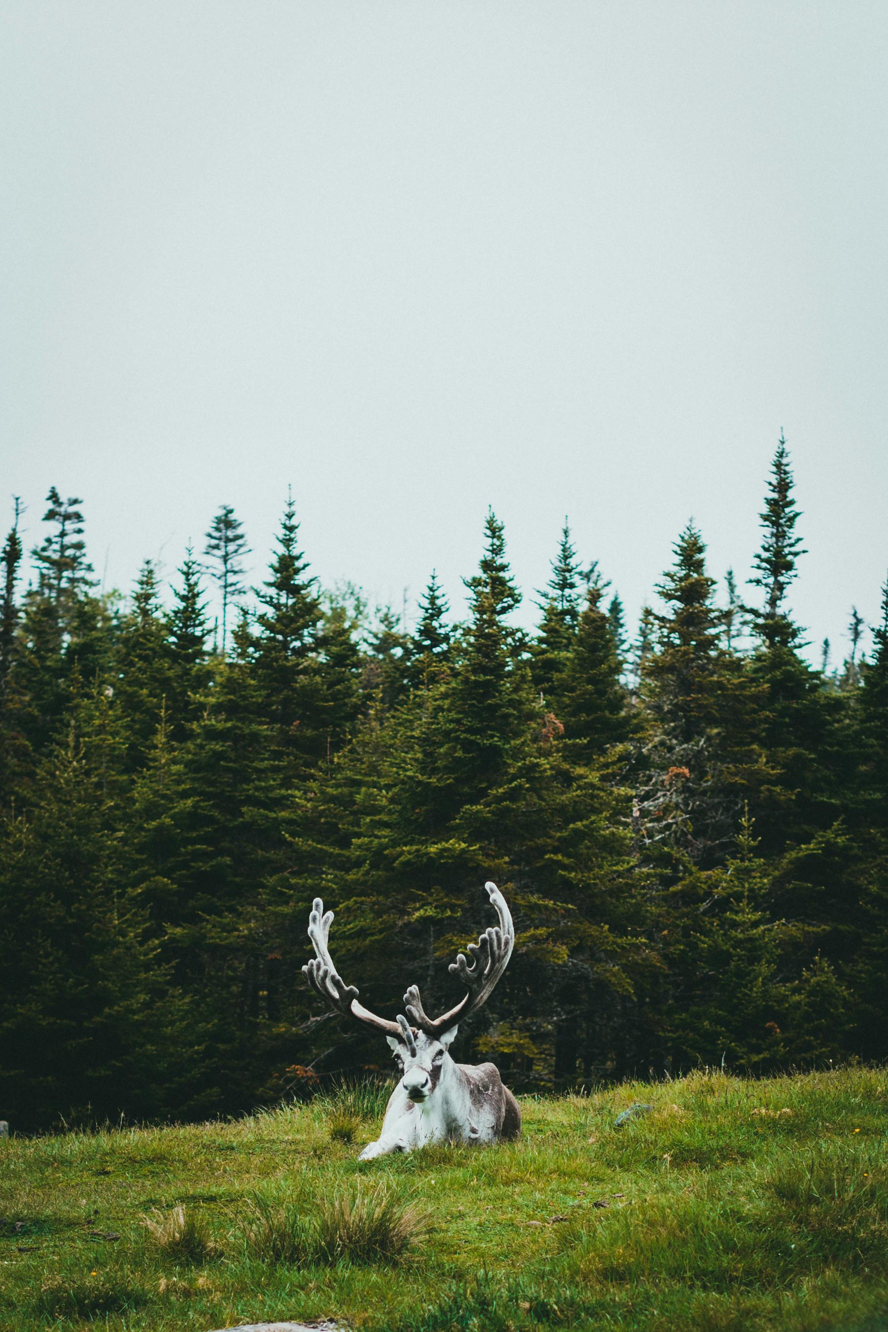 grátis Foto profissional grátis de animais selvagens, animal, animal selvagem Foto profissional