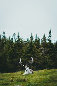 Reindeer with antlers resting in a lush forest clearing, surrounded by greenery.