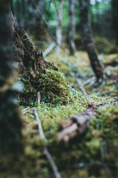 Close-up of lush forest floor showcasing vibrant moss and sticks in natural setting.