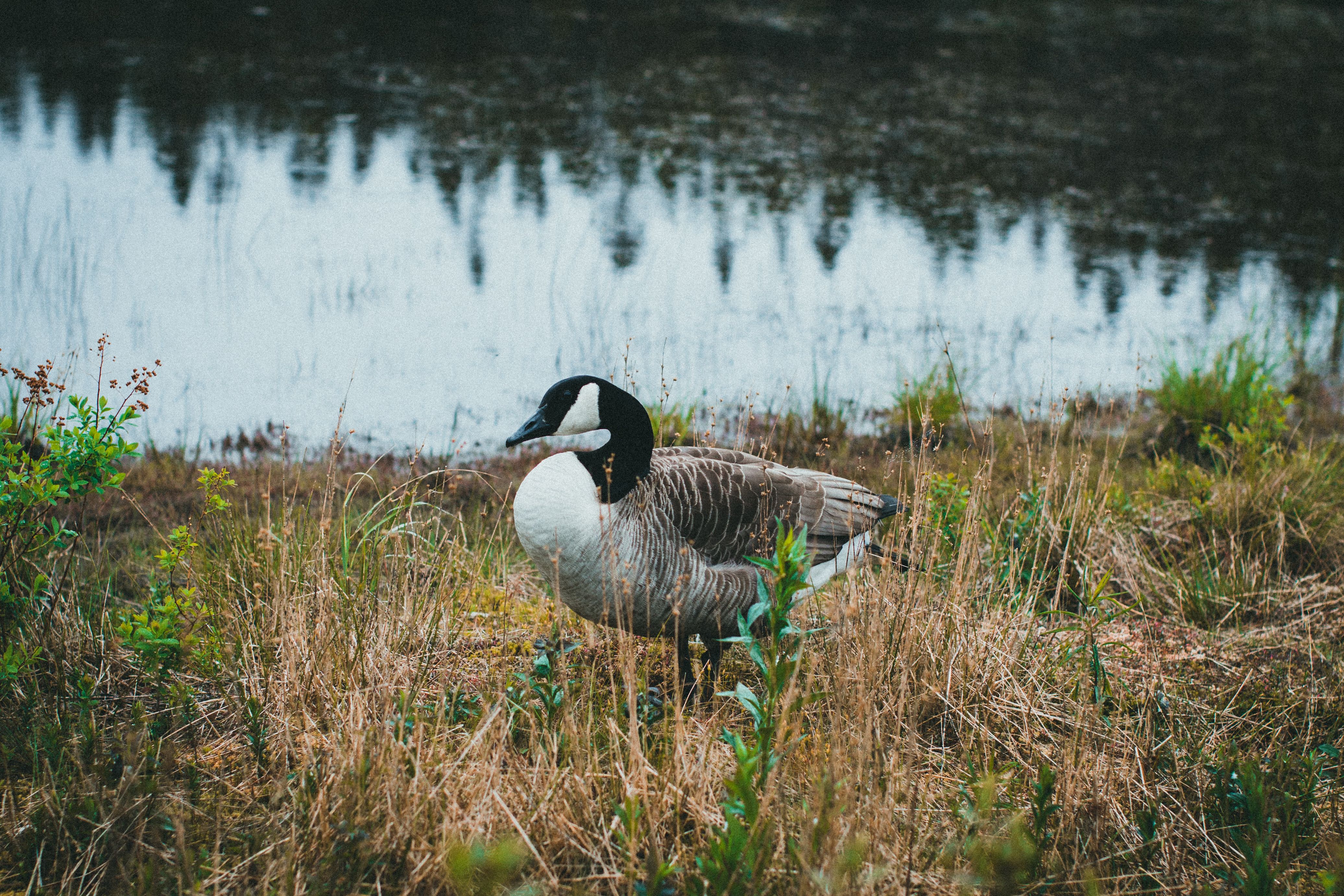Wildlife observation in natural Canadian habitat