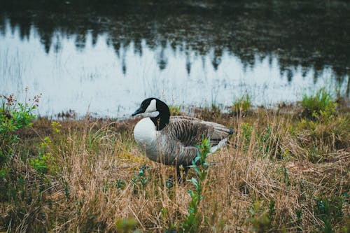 Goose on Brown Grass