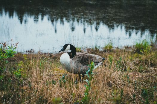 A solitary Canada goose stands gracefully by a tranquil pond, surrounded by lush grass.