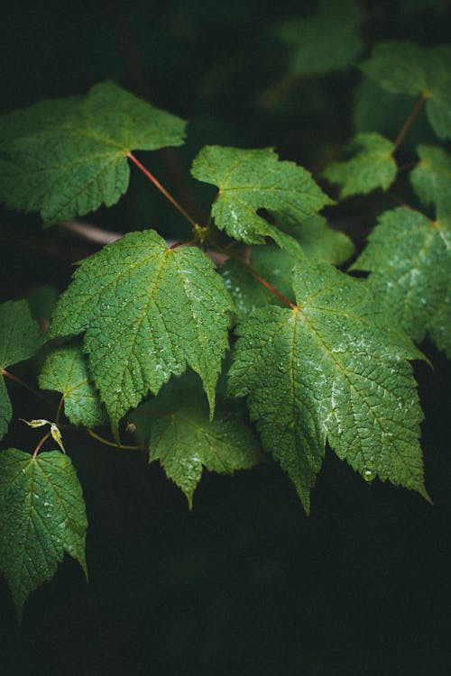 Gratis lagerfoto af Grøn plante, grønne blade, lodret skud