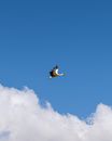 White and Black Bird Flying Under Blue Sky