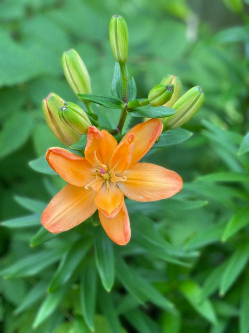 Free Close-up of a vibrant orange lily surrounded by lush green foliage, highlighting its natural beauty. Stock Photo