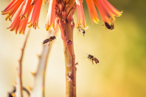 A Bees Flying Under the Flower