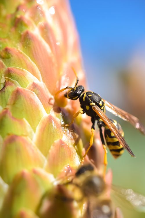 Free Macro shot of a wasp sipping nectar from a flower outdoors in bright spring light. Stock Photo