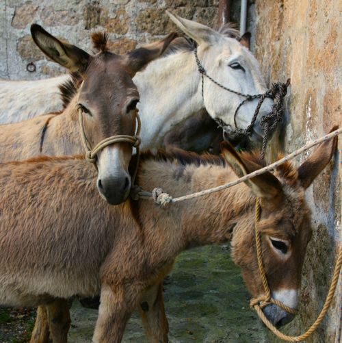 Free Three wise men Stock Photo
