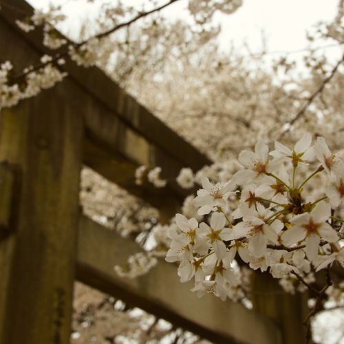 Free Sakura Stock Photo