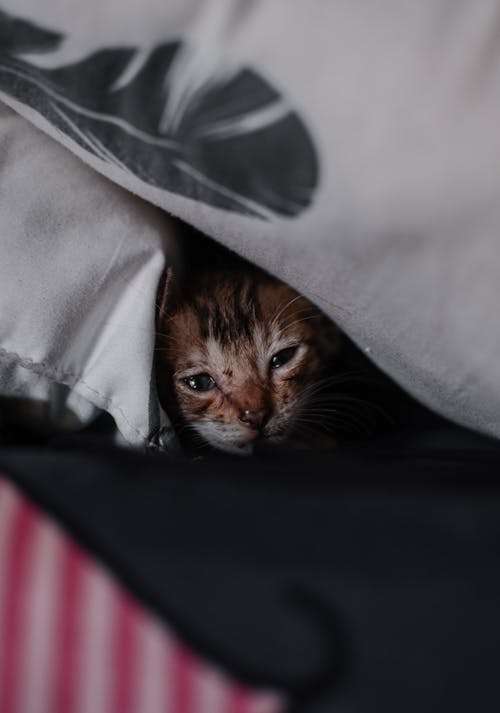 A Cat Under the Pillow