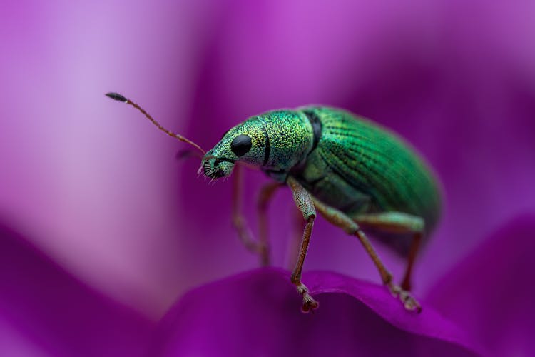 Insect On Petal