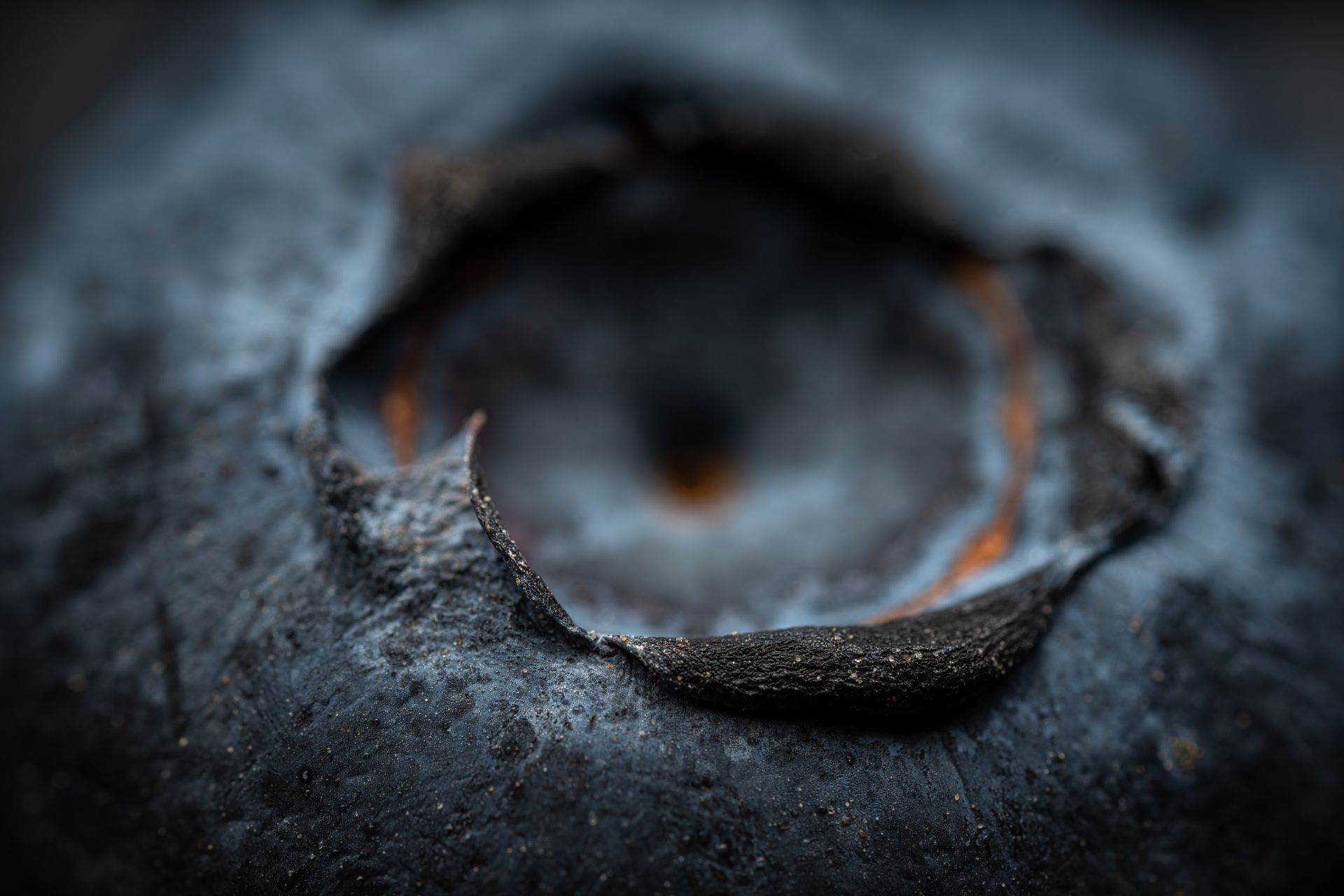 Detailed macro shot showing texture and color variations of a shriveled blue fruit.
