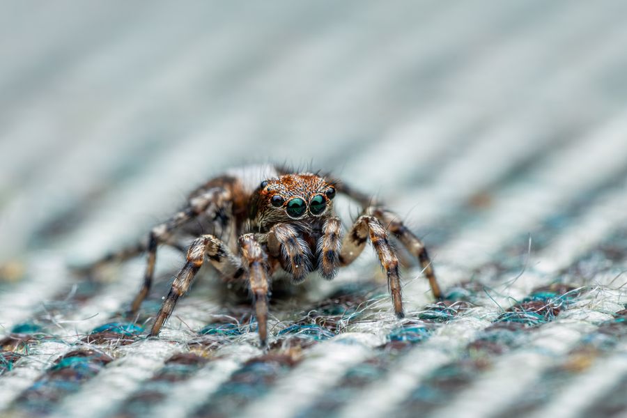 Macro photograph of a spider, a pest commonly treated in residential pest control