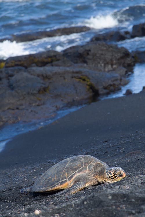 Free Sea Turtle at Black Sand Beach Stock Photo