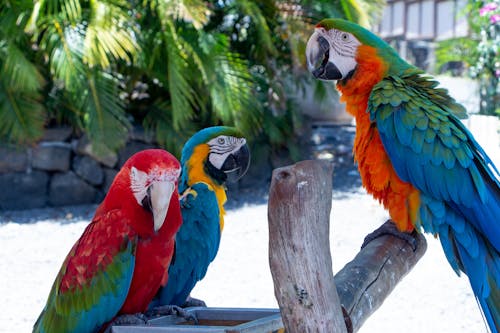 Free 3 Parrots in Kona Stock Photo